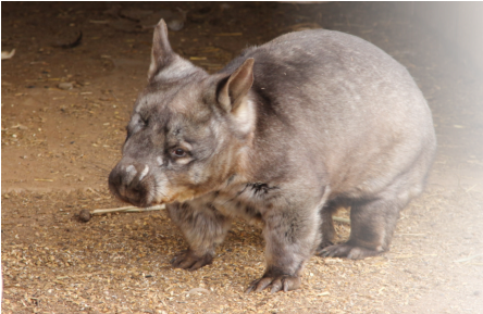 Southern hairy nose wombat photo