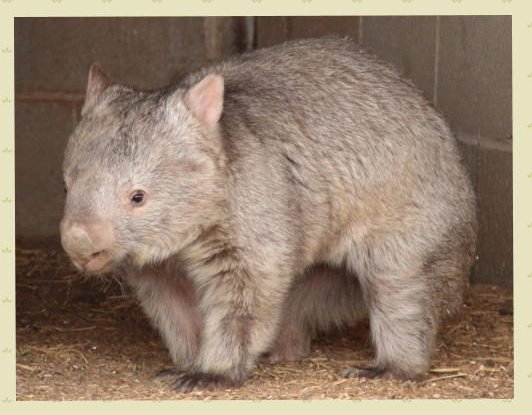 Common Wombat