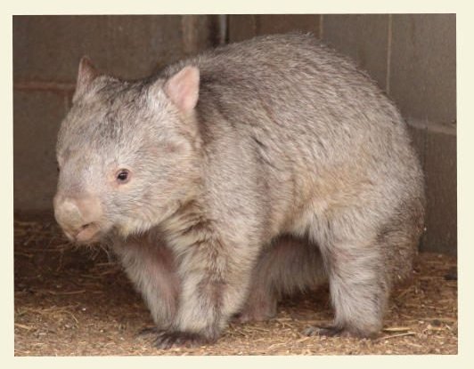 The wombat program