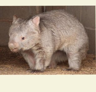 The wombat program photo
