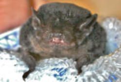 Bats photo
