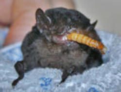 Bats photo