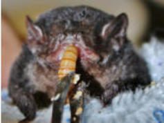 Bats photo