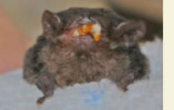 Bats photo