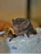 Bats photo