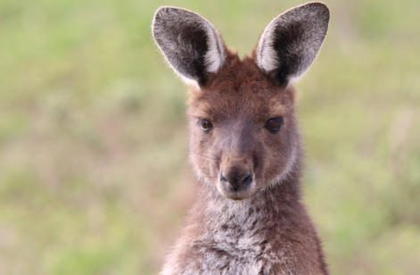 Western Grey Kangaroo