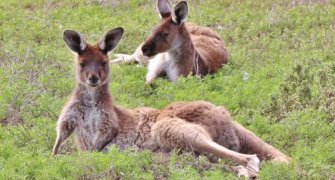Western Grey Kangaroo photo