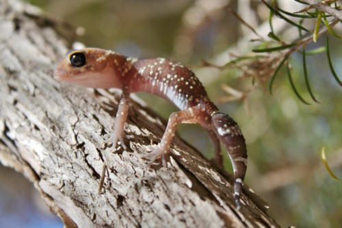 Reptiles