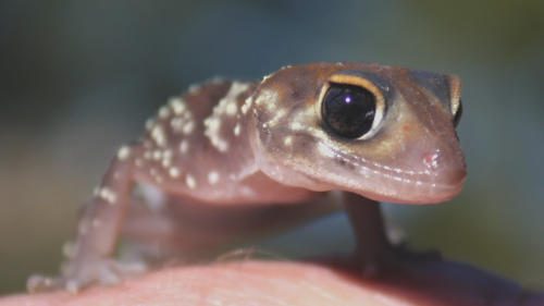 Barking Gecko photo