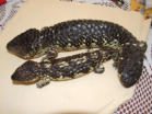 Shingleback photo