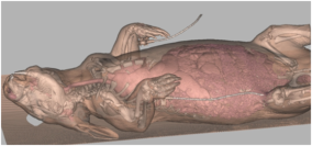 A neat way to look inside a wombat without harming it photo