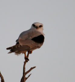 Black Shouldered Kite photo