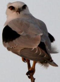 Black-shouldered Kite
