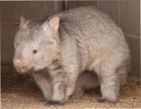 Bruce  the Common Wombat photo