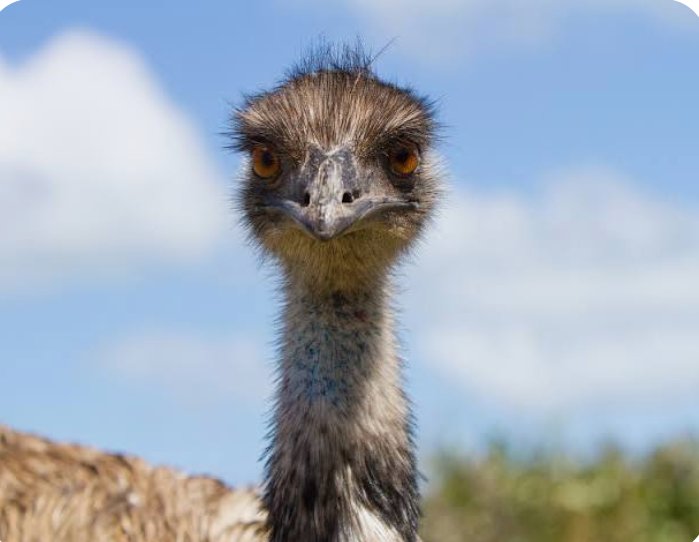 An emu at Wombat Fauna and Rescue