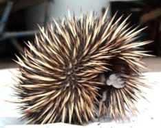 Local Echidna