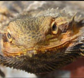 Our Bearded dragon photo