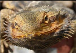 Bearded Dragon