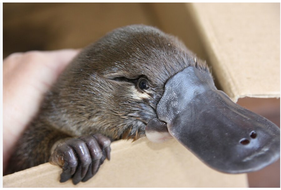 Platypus