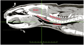 wombats  and catscans :)