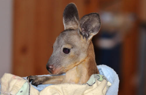Crispy the euro rescued from the Gawler ranges South Aust.