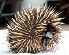 Local Echidna