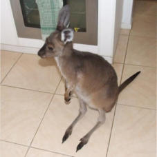 Local Scrub Kangaroo Joey
