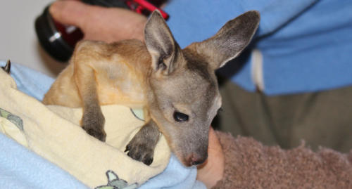 Crispy the euro rescued from the Gawler ranges South Aust.