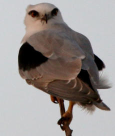 Black Shouldered Kite