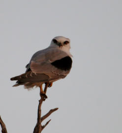 Black Shouldered Kite
