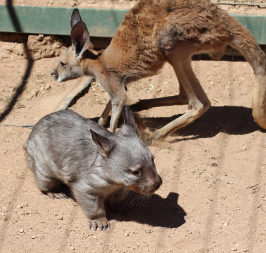 A Southern Hairy nosed Wombat and a Red Kangaroo