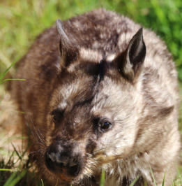 Edgar the Southern hairy nose wombat