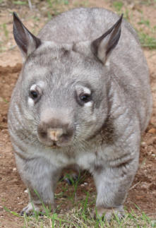 Pete the southern Hairy nose Wombat
