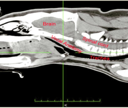 wombats  and catscans :)
