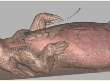 A neat way to look inside a wombat without harming it