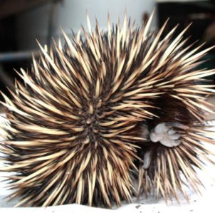 Local Echidna