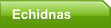 Echidnas