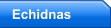 Echidnas