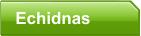 Echidnas